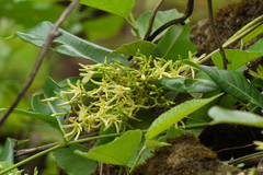 Cryptolepis buchananii